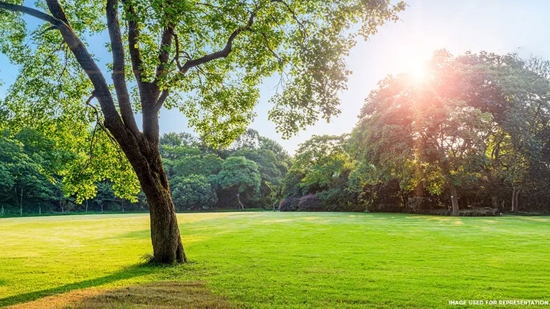 Lush Greenery