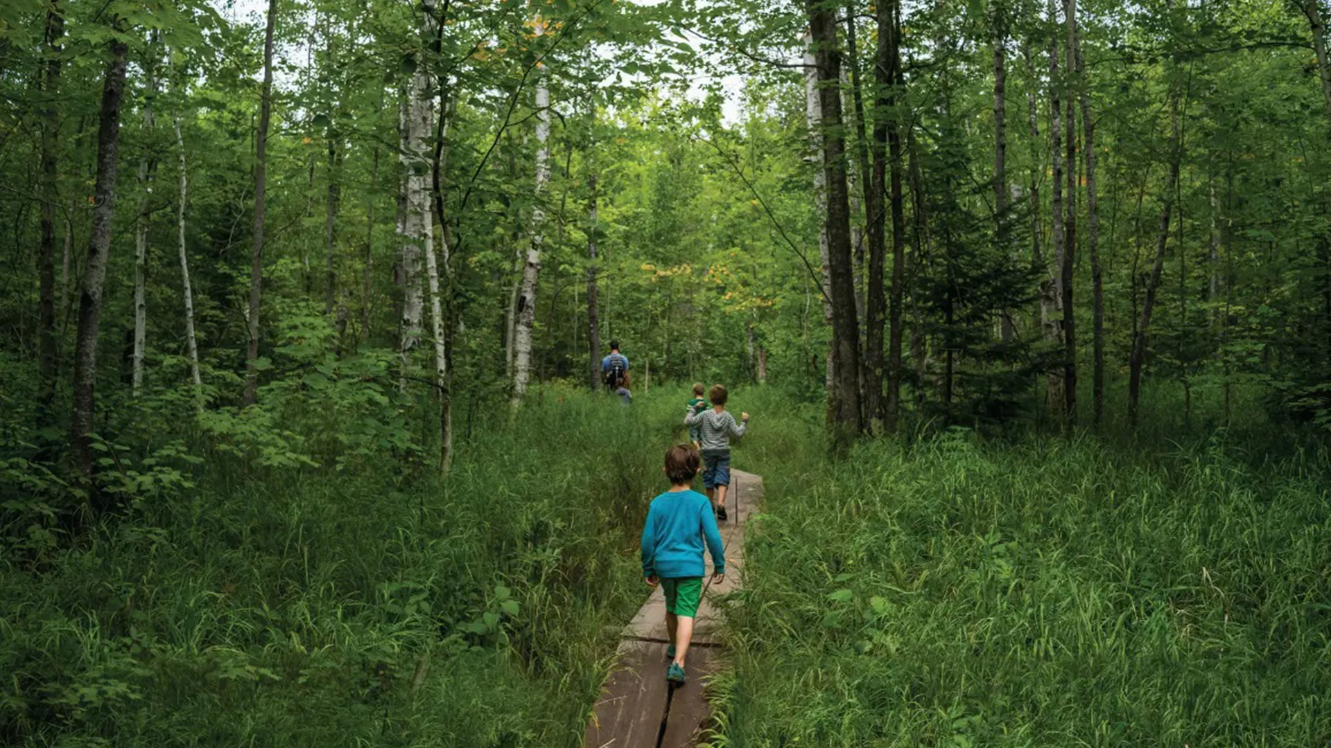 Forest Trail